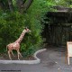 Fiber - Giraffe Statue