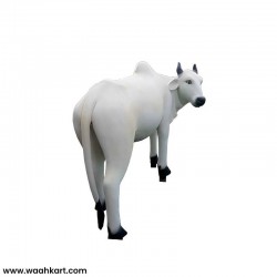 The White Cow- Divine Indian Holy Animal
