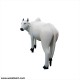 The White Cow- Divine Indian Holy Animal