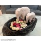 Elephant Pair Floating Pot/Urli
