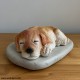 Sleeping Labrador Puppy