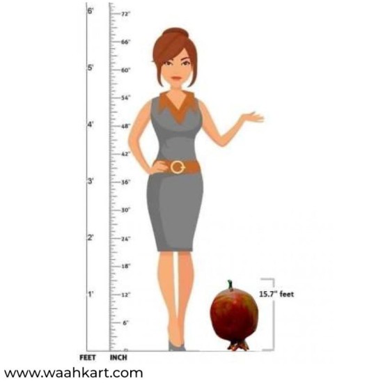 A Learning Model - Pomegranate