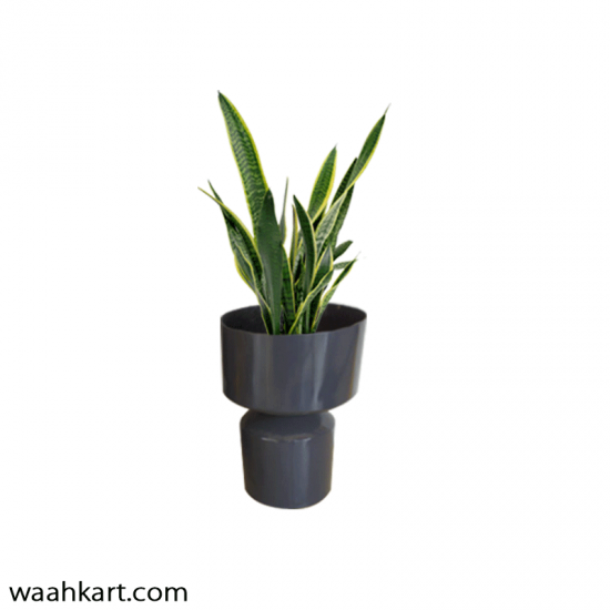 Attractive Gray Planter