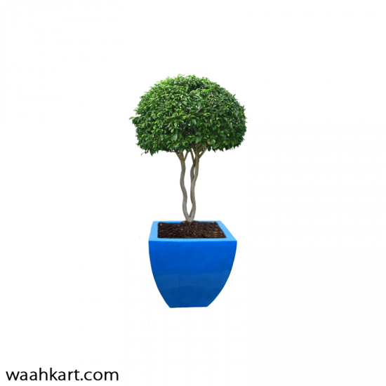 Blue Square Shaped Plant Pot