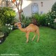 Camel Calf Statue