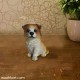 Cute Puppy Statue