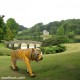 Tiger Statue