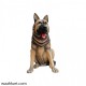 German Shepherd Dog Statue 