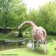 Life Size Giraffe Statue