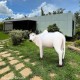 Life Size - White Cow Statue