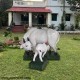 Mother Cow And Calf Garden Statue