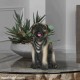 Pug Dog Showpiece