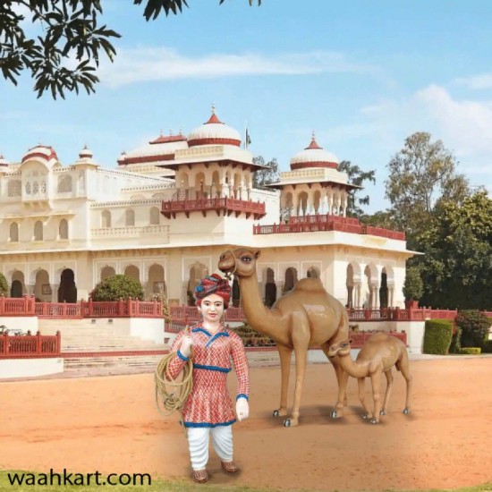 Rajasthani Man With Camel And Its Calf