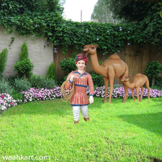 Rajasthani Man With Camel And Its Calf