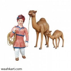 Rajasthani Man With Camel And Its Calf