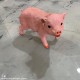 Real Pig Shaped Statue
