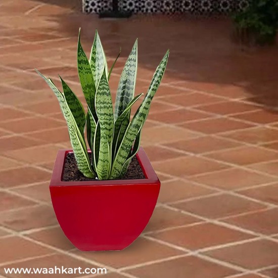 Red Square Shaped Plant Pot