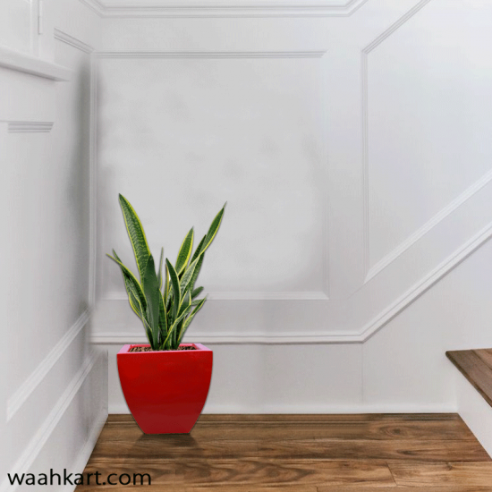 Red Square Shaped Plant Pot
