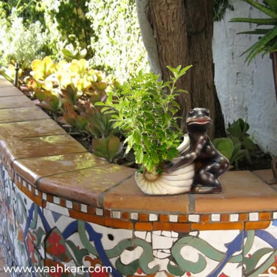 Shankh Shape Planter With Frog