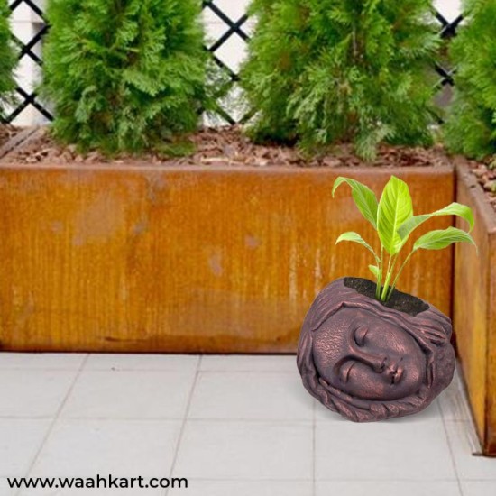 Sleeping Lady Face Planter