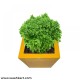 Square Shape Planter