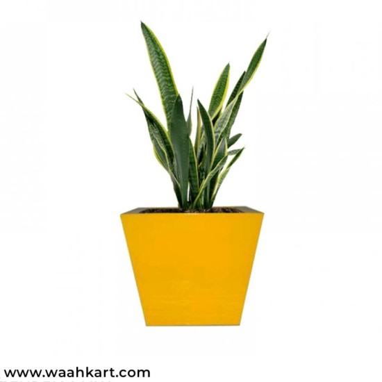 Square Shape Planter