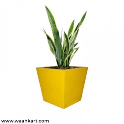 Square Shape Planter