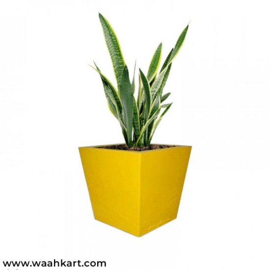 Square Shape Planter