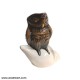 Vastu Piece Of Art - Brown Owl On Divine Shankh