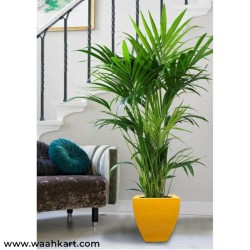Yellow Square Shape Plant Pot
