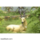 FRP Barasingha-Swamp Deer