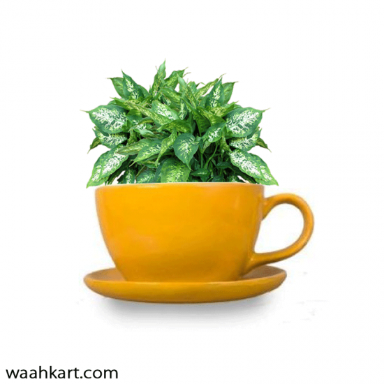 Yellow Cup Shape Planter