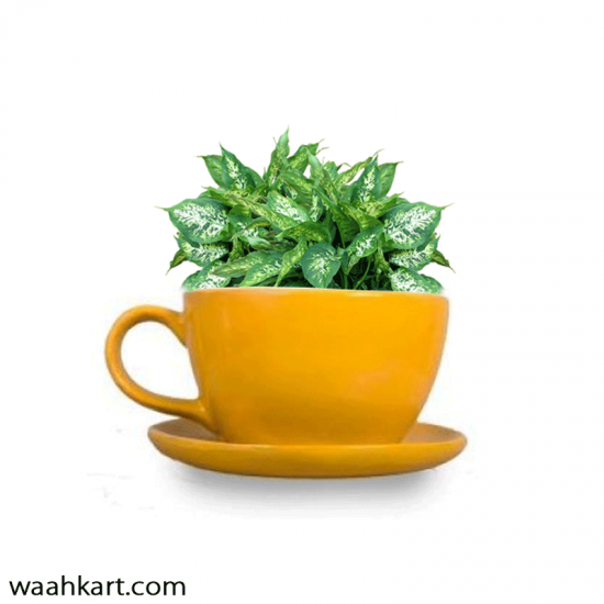 Yellow Cup Shape Planter