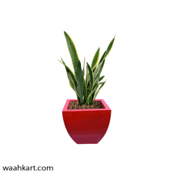 Red Square Shaped Plant Pot
