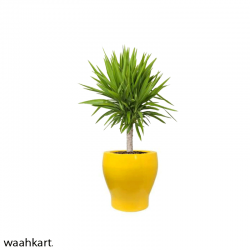 Yellow Round Shaped Plant Pot