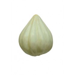 A Learning Half Cutted Model- Garlic