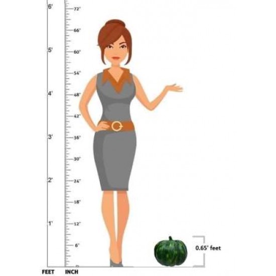 A Learning Half Pumpkin Model