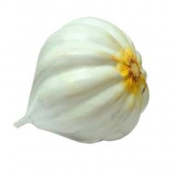 Garlic- Learning Model