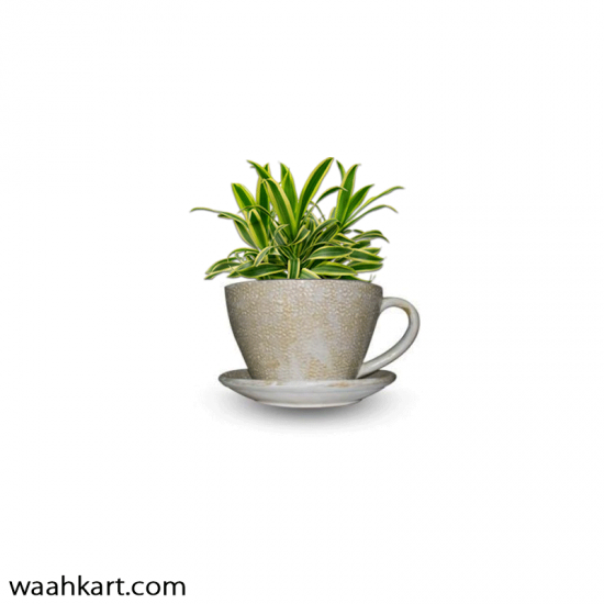 Cup Shape Planter