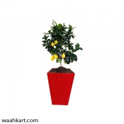 Heighted Red Planter