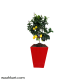 Heighted Red Planter