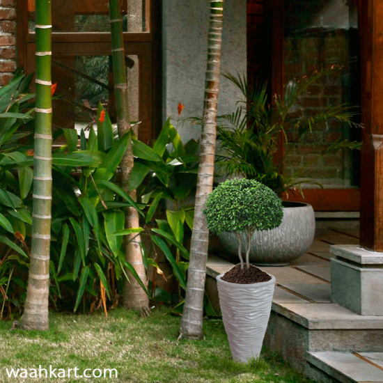 Designer White Curve Planter