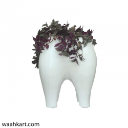 Uniquely Designed Teeth  Plant Holder
